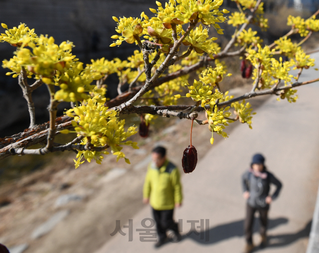 8일 서울 청계천에 봄을 알리는 산수유가 활짝 피어 있다./성형주기자 2019.03.08