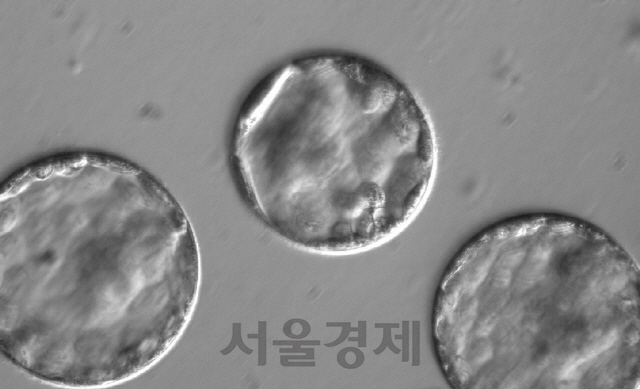 2017년 8월, 유전자 가위가 인간 배아에서 유전질환을 일으키는 유전자 돌연변이를 교정하는 실험이 성공했다./연합뉴스