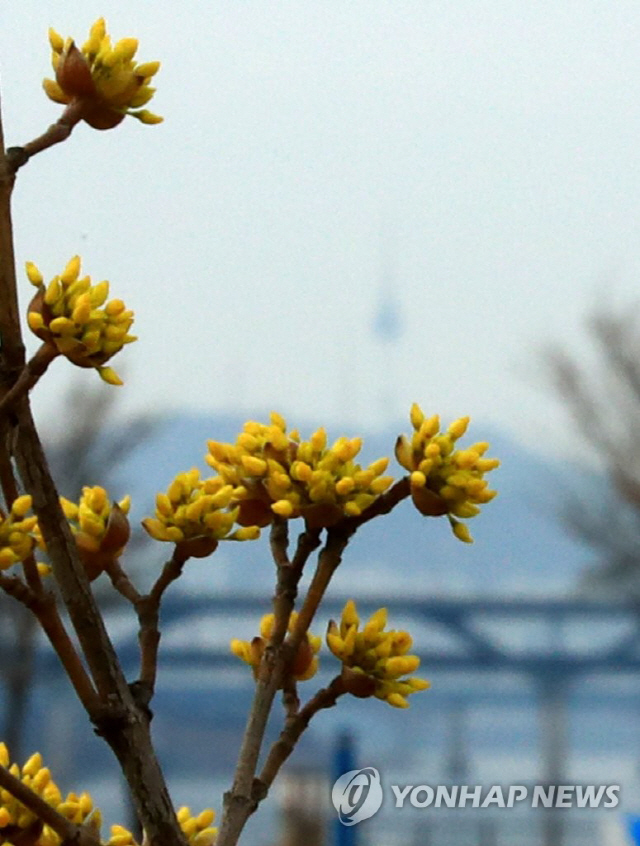 포근한 봄날씨가 이어진 10일 오후 서울 한강공원 잠실지구에 노란빛의 산수유 꽃이 피어 있다./연합뉴스
