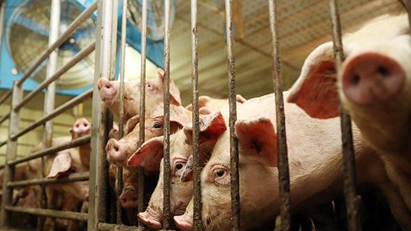 미국, 중국산 돼지고기 454t 압수…“아프리카돼지열병 우려”