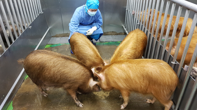 사람에게 각막·췌도를 제공할 무균 돼지들. 2년 정도 키워 체중이 70~110㎏ 정도 됐을 때가 이식에 적당하다. 서울대 의대 의생명특수자원동물센터에서 키운다. /사진제공=바이오이종장기개발사업단