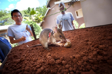 ‘아포포(APOPO’에 의하면 모든 지뢰탐지쥐는 지뢰 작전 국제표준(IMAS)에 맞는 테스트를 거치며 먼저 탄자니아에서 테스트를 거친 뒤 지뢰 작전 해당 국가에서 다시 한 번 시험을 치른다. 보통 85% 이상의 쥐들이 첫 번째 시도에서 시험을 통과했으며 2006년 지뢰탐지쥐가 도입된 이후 한 번도 지뢰를 놓쳤다는 보고가 들어온 적이 없다고 아포포 측은 밝혔다./연합뉴스
