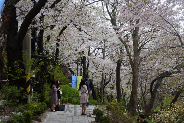 경기도청사주변 벚꽃이 만개한모습