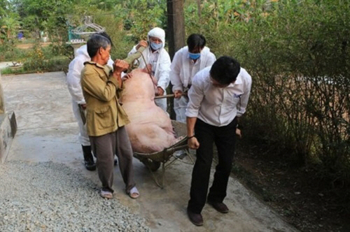 베트남서 돼지콜레라 급속도로 확산...FAO, 비상사태 선포 권고