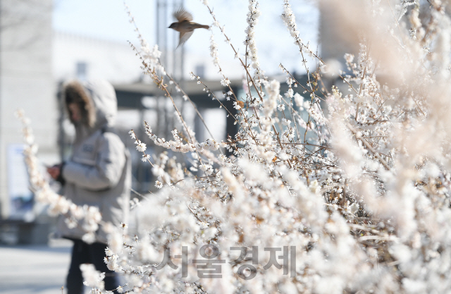 한파주의보가 발령된 22일 오전 두툼한 옷차림을 한 시민들이 서울 용산구 거리에 핀 미선나무꽃 앞을 걷고 있다. 기상청은 