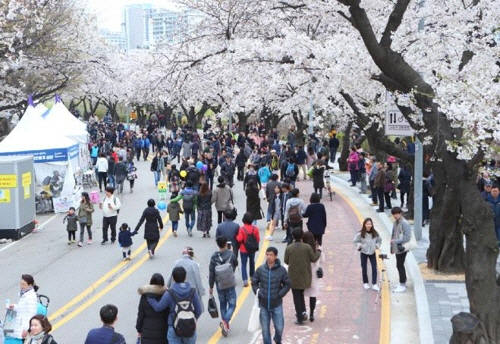 여의도 벚꽃보러 오세요…'여의도 봄꽃축제' 4월 5~11일 개최