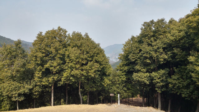남부권역에서 자라고 있는 종가시나무 군락. 사진제공=국립산림과학원