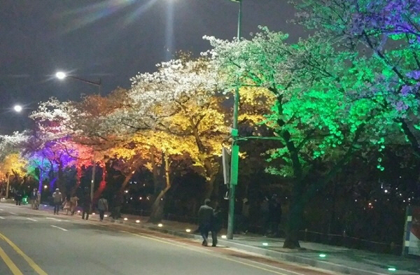 여의도 봄꽃길 LED 경관조명/영등포구 제공