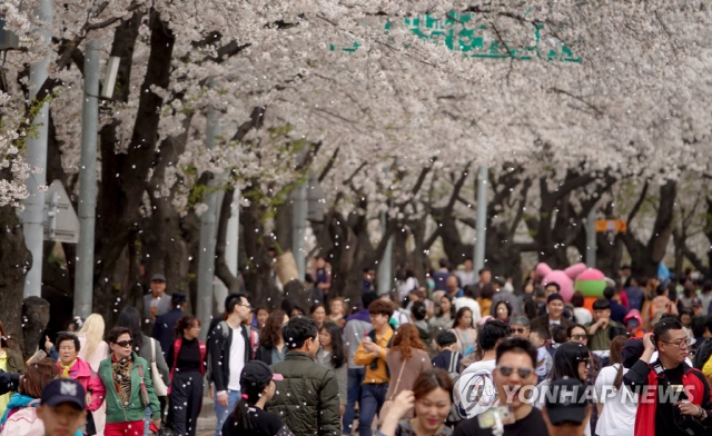 군항제 앞둔 진해 분홍빛 물결…서울 일대에도 벚꽃 개화