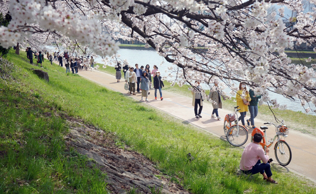 봄의 여유      (순천=연합뉴스) 29일 오후 전남 순천시 동천변에 분홍빛 벚꽃이 만개해 장관을 이루고 있다. 동천 주변에서는 30일 ‘제8회 용당뚝방 벚꽃축제’가 열릴 예정이다. 2019.3.29 [순천시 제공]      minu21@yna.co.kr  (끝)      <저작권자(c) 연합뉴스, 무단 전재-재배포 금지>