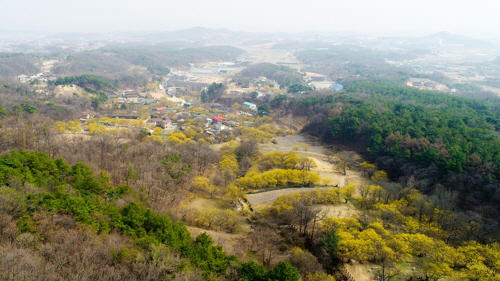 이천 산수유마을/이천시 제공