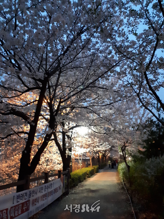 안양천을 따라 핀 벚꽃 길/사진=한국가스공사 블로그