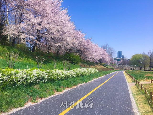 양재천의 벚꽃/사진=한국가스공사 블로그