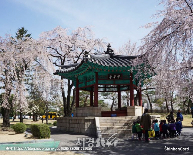 황령산 벚꽃만 벚꽃이냐, 서울에는 여기가 '벚꽃명소'