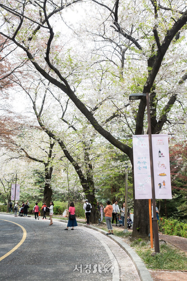 황령산 벚꽃만 벚꽃이냐, 서울에는 여기가 '벚꽃명소'