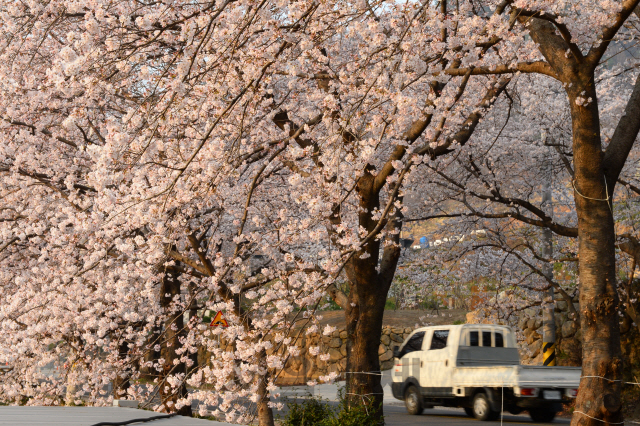 하동의 십리벚꽃길을 메운 분홍빛 벚나무.