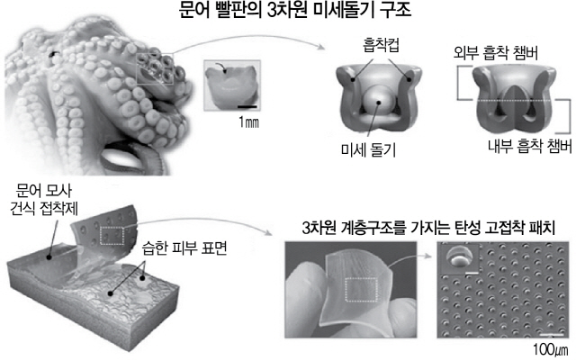 0415A16 문어 빨판의 3차원 미세돌기 구조 수정1