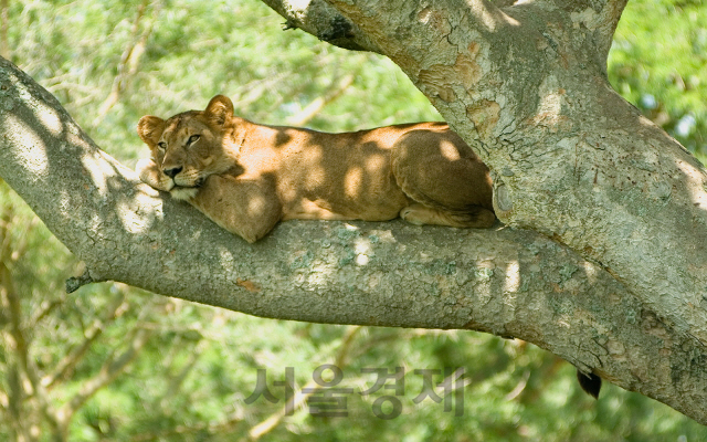 우간다의 퀸 엘리자베스 국립공원. /위키피디아