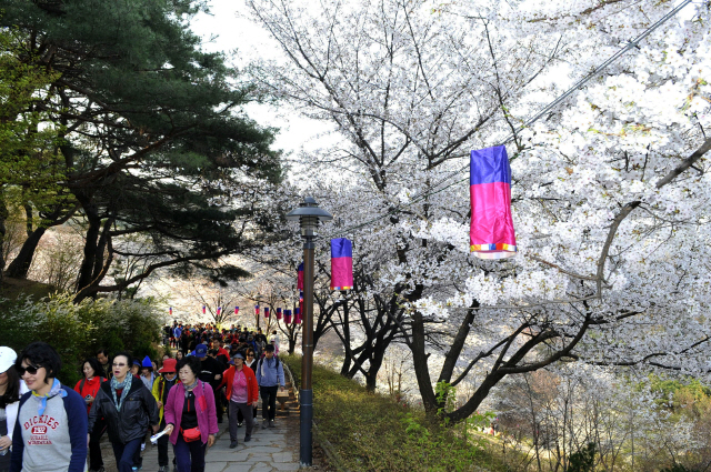 지난해 열린 서울 서대문구 안산 ‘봄 벚꽃길 걷기’행사에서 시민들이 자락길을 걷고 있다. /사진제공=서대문구
