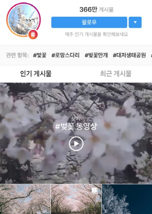인스타그램에도 벚꽃사진이 올라오고 있다./인스타그램 캡쳐