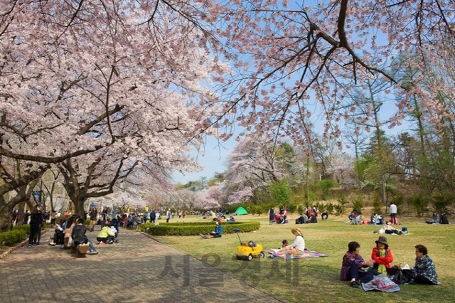 벚꽃이 만개한 서울 광진구 서울어린이대공원 모습/사진=서울시 제공