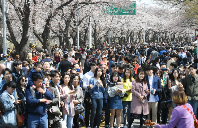 휴일인 7일 서울 여의도 윤중로 일원에서 열린 '2019 영등포 여의도 봄꽃축제'를 찾은 많은 나들이객들이 벚꽃길을 걸으며 완연한 봄을 즐기고 있다./오승현기자 2019.4.7