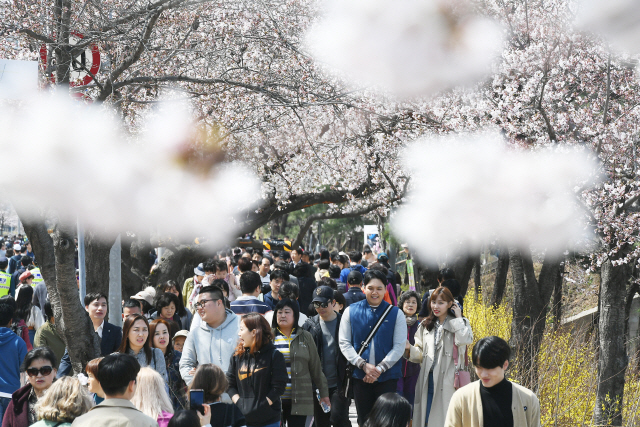 휴일인 7일 서울 여의도 윤중로 일원에서 열린 '2019 영등포 여의도 봄꽃축제'를 찾은 많은 나들이객들이 벚꽃길을 걸으며 완연한 봄을 즐기고 있다./오승현기자 2019.4.7