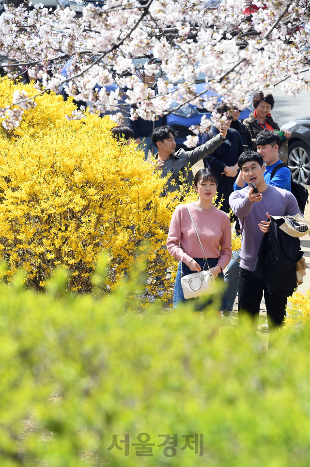 휴일인 7일 서울 여의도 윤중로 일원에서 열린 '2019 영등포 여의도 봄꽃축제'를 찾은 많은 나들이객들이 벚꽃길을 걸으며 완연한 봄을 즐기고 있다./오승현기자 2019.4.7