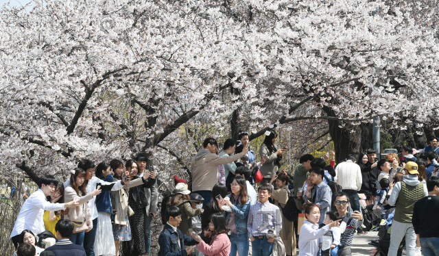 휴일인 7일 서울 여의도 윤중로 일원에서 열린 '2019 영등포 여의도 봄꽃축제'를 찾은 많은 나들이객들이 벚꽃길을 걸으며 완연한 봄을 즐기고 있다./오승현기자 2019.4.7