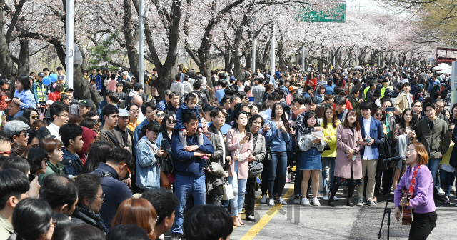 휴일인 7일 서울 여의도 윤중로 일원에서 열린 '2019 영등포 여의도 봄꽃축제'를 찾은 많은 나들이객들이 벚꽃길을 걸으며 완연한 봄을 즐기고 있다./오승현기자 2019.4.7