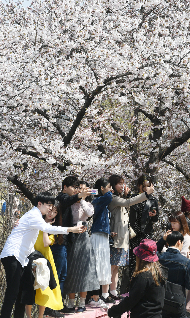 휴일인 7일 서울 여의도 윤중로 일원에서 열린 '2019 영등포 여의도 봄꽃축제'를 찾은 많은 나들이객들이 벚꽃길을 걸으며 완연한 봄을 즐기고 있다./오승현기자 2019.4.7