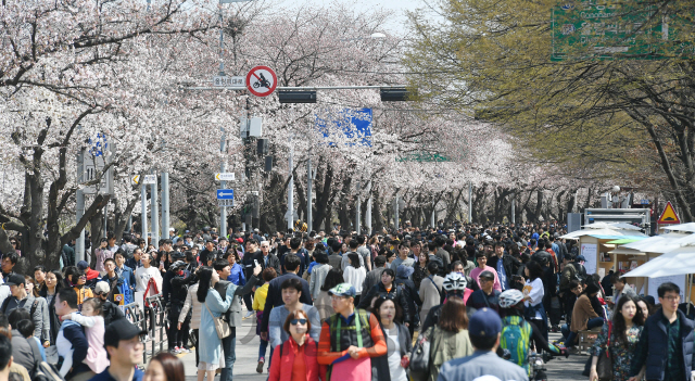 휴일인 7일 서울 여의도 윤중로 일원에서 열린 '2019 영등포 여의도 봄꽃축제'를 찾은 많은 나들이객들이 벚꽃길을 걸으며 완연한 봄을 즐기고 있다./오승현기자 2019.4.7