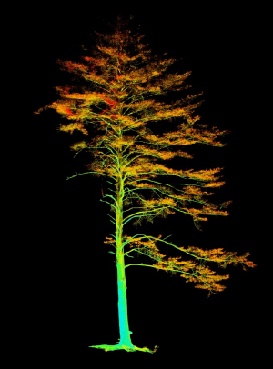 국립산림과학원이 ICT 기술을 활용해 3D 스캔을 한 울진 소광리 소나무. /사진제공=국립산림과학원