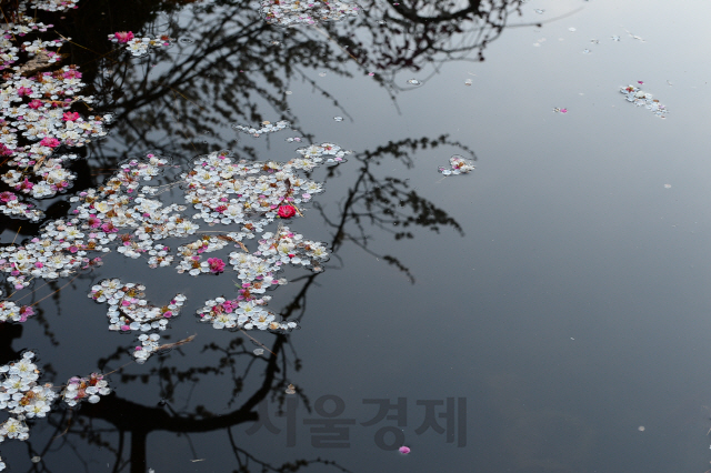 매화꽃잎이 청매실농원의 수면을 덮고 있다.