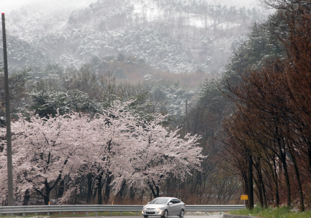 “벚꽃과 함께 핀 강원도 눈꽃”… 34년 만의 4월 폭설에 설국이 된 태백