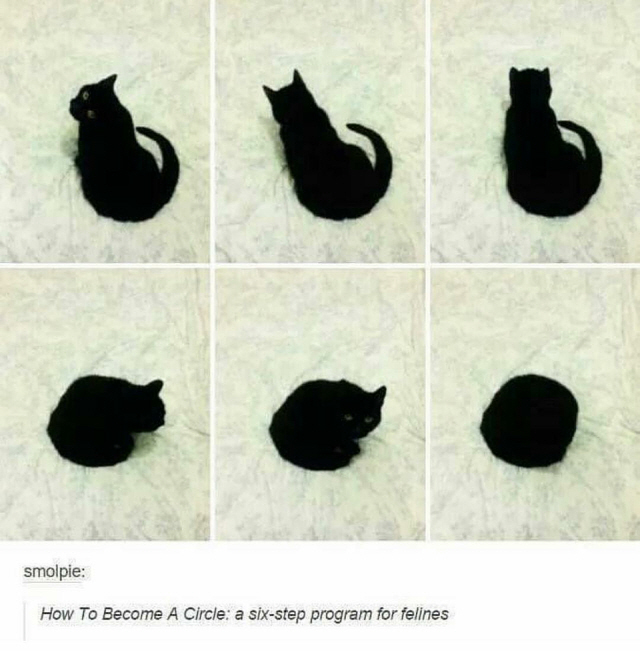 블랙홀의 비밀, 고양이는 알고 있다?