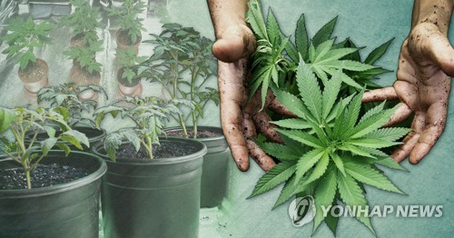 유튜브 광고로 대마 사서 피운 3명 검거, 판매자 1g당 8~40만원까지 속여 팔아