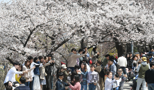 지난 7일 서울 여의도 윤중로에서 열린 ‘2019 영등포 여의도 봄꽃축제’를 찾은 많은 나들이객들이 벚꽃길을 걸으며 완연한 봄을 즐기고 있다./오승현기자
