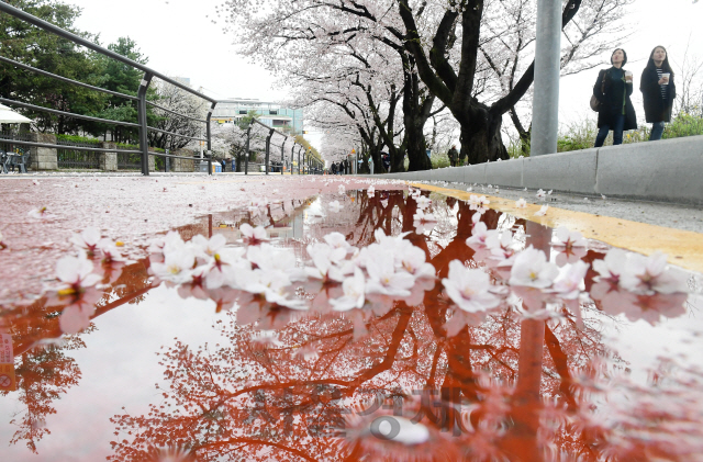 [날씨] 이번 주말 ‘벚꽃 엔딩’… 일요일 전국 강한 비바람 불듯