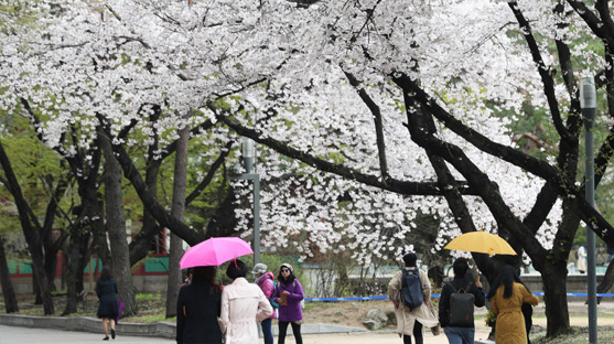 약한 봄비가 내린 지난 10일 오후 서울 중구 덕수궁을 찾은 시민과 관광객이 우산을 쓰고 꽃길을 걷고 있다. /연합뉴스