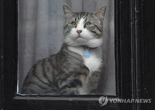 ‘대사관 고양이’ 미치 / 연합뉴스