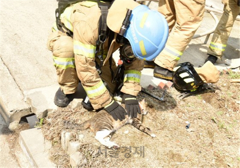 소방대원이 화재현장에서 구출된 고양이에게 심폐소생술을 하고 있다. /사진제공=소방청