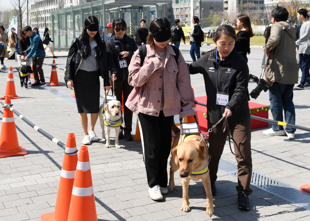 삼성화재 안내견학교가 ‘세계안내견의 날’을 일주일 앞둔 17일 서울 서대문구 연세대 학생회관 앞에서 실시한 행사에서 학생들이 안내견과 함께 체험보행을 하고 있다./성형주기자