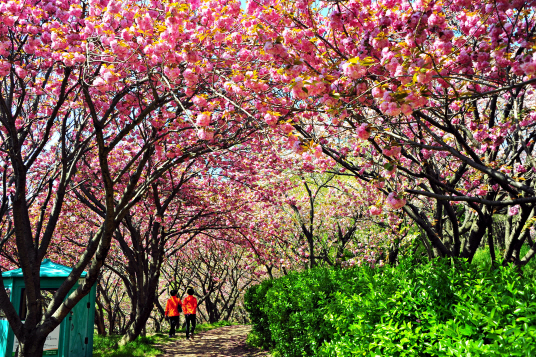 21일 부산 중앙공원에서 겹벚꽃 축제가 열린다./사진제공=부산시설공단