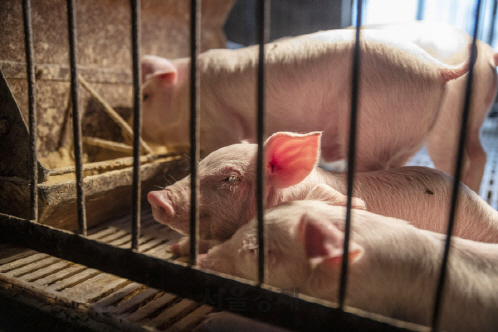 중국 랑팡의 한 돼지농장. ASF 여파로 사육량이 급감해 중국의 돼지고기 값이 폭등하고 있다./랑팡=블룸버그