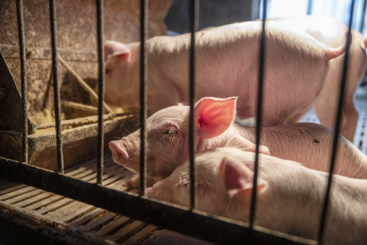 중국 랑팡의 한 돼지농장.  ASF 여파로 사육량이 급감해 중국의 돼지고기 값이 폭등하고 있다./랑팡=블룸버그