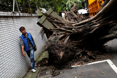 지난 18일(현지시간) 오후 지진이 발생한 대만의 수도 타이베이에서 아름드리나무가 뿌리째 뽑혀 있다. 대만 기상국에 따르면 이날 오후 1시 1분께 대만 화롄현 정부 청사로부터 서북쪽으로 10.6㎞ 떨어진 지점에서 규모 6.1의 지진이 발생했다.     /타이베이=로이터연합뉴스