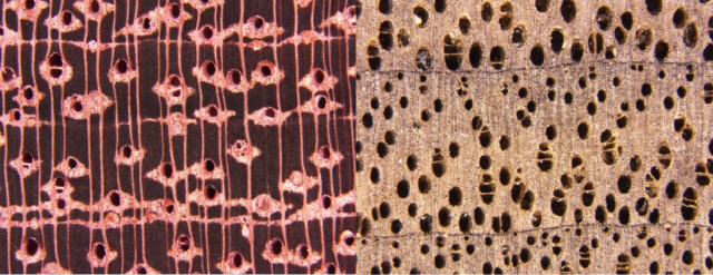 정밀 촬영한 블랙월넛(왼쪽)과 퍼플하트(오른쪽)의 단면./출처=정연집 박사님의 우드데이터베이스
