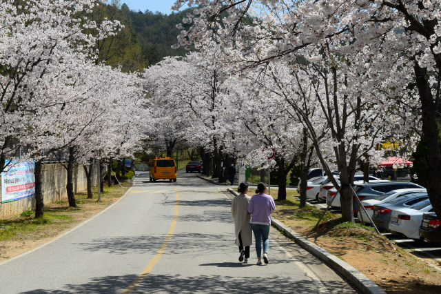 춘천댐을 찾은 여행객들이 한국수력원자력 입구에 활짝 피어난 벚꽃 구경을 하고 있다.