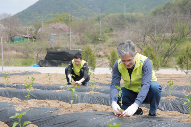 홍재은 NH농협생명 대표, 임직원과 농촌 일손돕기 나서